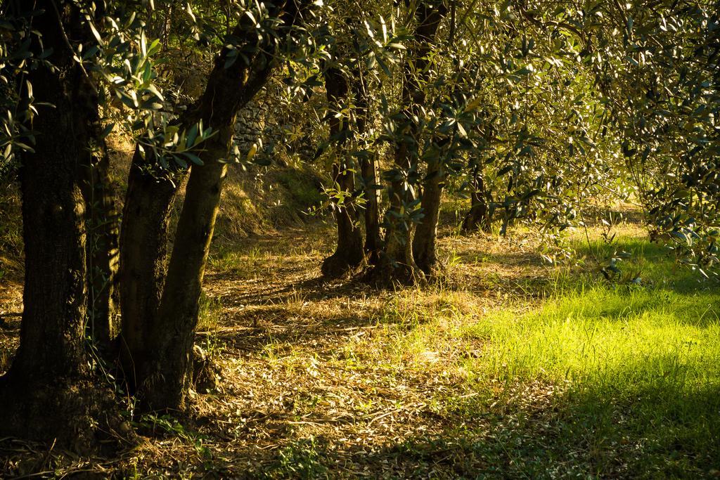 Podere Poggio Mendico Арецо Екстериор снимка